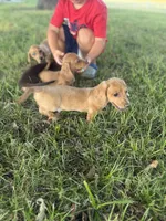 Meatball, a male Miniature Dachshund for sale in Coalgate, OK – 6 of 10