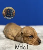 Peanut, a male Miniature Dachshund for sale in Coalgate, OK – 3 of 4