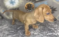 June bug , a female Miniature Dachshund for sale in Coalgate, OK – 3 of 3