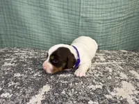 Ali, a female Miniature Dachshund for sale in Coalgate, OK – 2 of 4