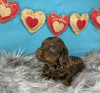Cole, a male Miniature Dachshund for sale in Coalgate, OK – Photo 5 of 6