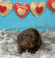 Cole, a male Miniature Dachshund for sale in Coalgate, OK – Photo 6 of 6