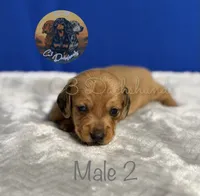 Meatball, a male Miniature Dachshund for sale in Coalgate, OK – 4 of 5