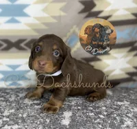 Tootsie, a female Miniature Dachshund for sale in Coalgate, OK – 3 of 5