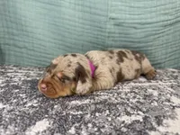 Sophia , a female Miniature Dachshund for sale in Coalgate, OK – 3 of 5