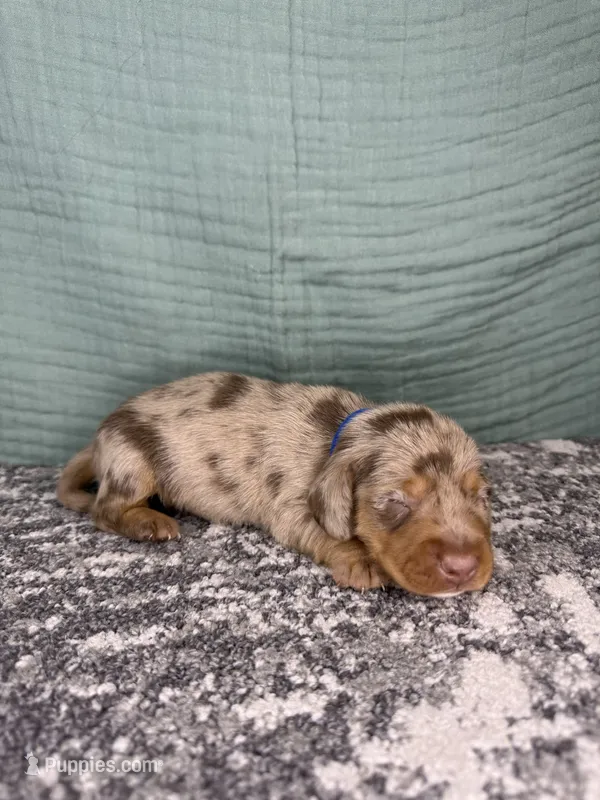 Cooper – Miniature Dachshund puppy for sale in Coalgate, OK