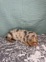 Cooper, a male Miniature Dachshund for sale in Coalgate, OK – 1 of 6