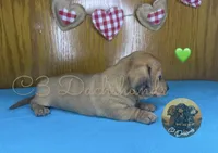 Meatball, a male Miniature Dachshund for sale in Coalgate, OK – 8 of 10