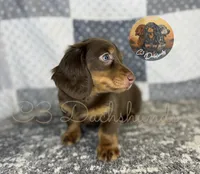 Tootsie, a female Miniature Dachshund for sale in Coalgate, OK – 3 of 4