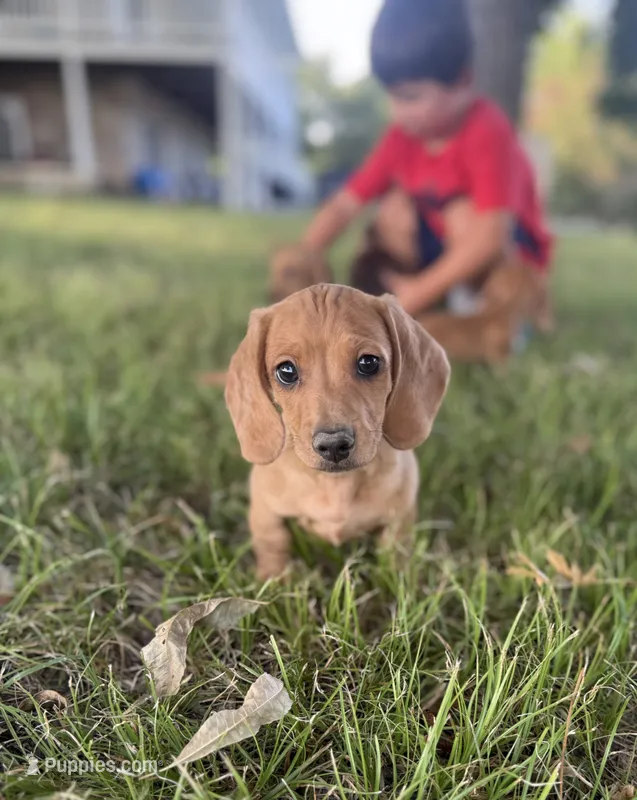 Ruby – Miniature Dachshund puppy for sale in Coalgate, OK