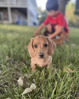 Ruby, a female Miniature Dachshund for sale in Coalgate, OK – 1 of 9