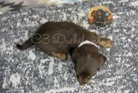 Tootsie, a female Miniature Dachshund for sale in Coalgate, OK – 5 of 5