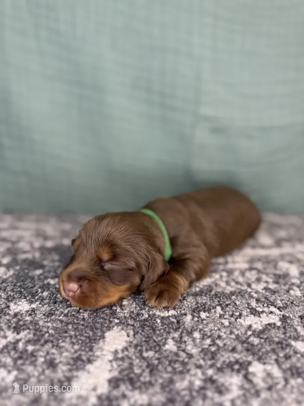 Rubble – Miniature Dachshund puppy for sale in Coalgate, OK