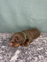 Rubble, a male Miniature Dachshund for sale in Coalgate, OK – 3 of 3