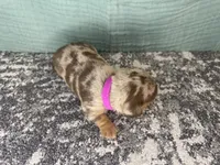 Sophia , a female Miniature Dachshund for sale in Coalgate, OK – 4 of 5
