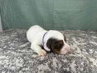 Ali, a female Miniature Dachshund for sale in Coalgate, OK – 4 of 4
