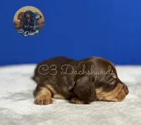 Mr. Hunk, a male Miniature Dachshund for sale in Coalgate, OK – 3 of 5