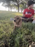 Ruby, a female Miniature Dachshund for sale in Coalgate, OK – 3 of 9