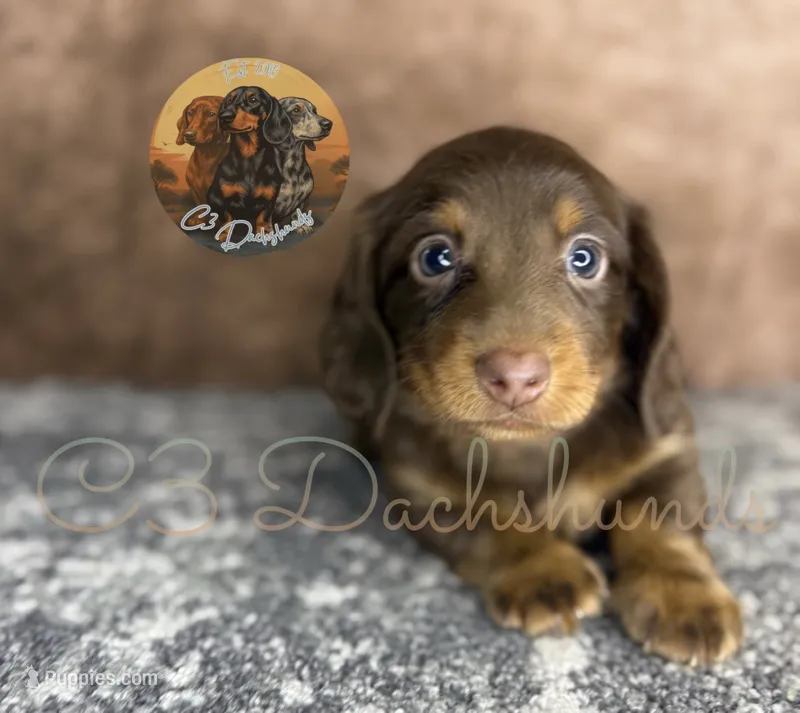 Tootsie – Miniature Dachshund puppy for sale in Coalgate, OK