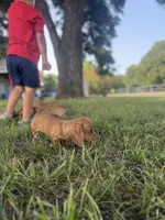 Ruby, a female Miniature Dachshund for sale in Coalgate, OK – 4 of 9