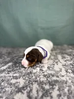 Ali, a female Miniature Dachshund for sale in Coalgate, OK – 1 of 4