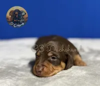 Mr. Hunk, a male Miniature Dachshund for sale in Coalgate, OK – 2 of 5