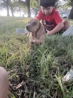 Ruby, a female Miniature Dachshund for sale in Coalgate, OK – 5 of 9
