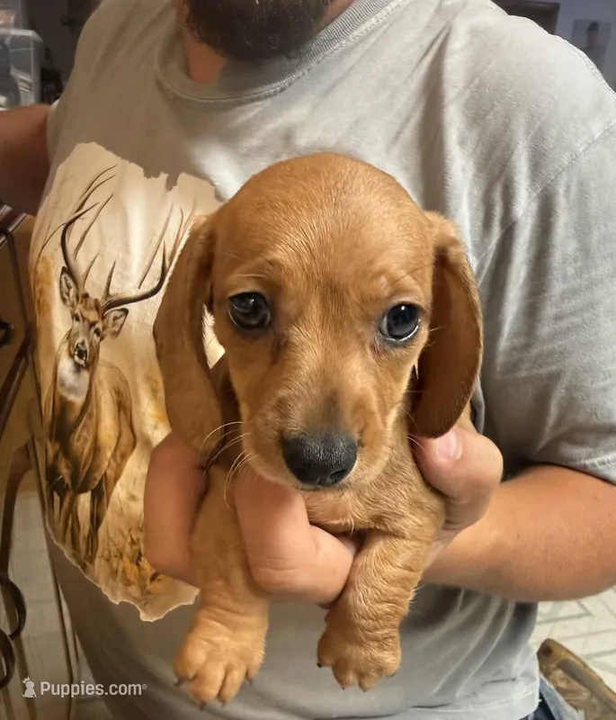 Peanut – Miniature Dachshund puppy for sale in Coalgate, OK