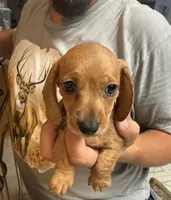 Peanut, a male Miniature Dachshund for sale in Coalgate, OK – 1 of 8