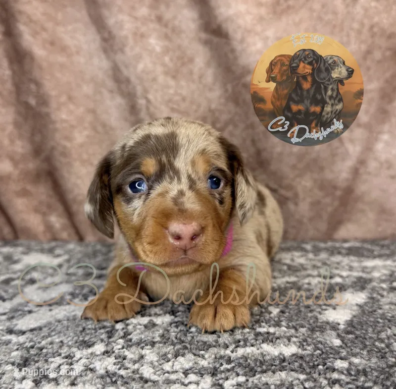 Sophia  – Miniature Dachshund puppy for sale in Coalgate, OK