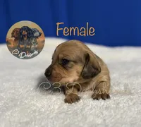 Ruby, a female Miniature Dachshund for sale in Coalgate, OK – 3 of 4