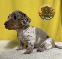 Lou, a female Miniature Dachshund for sale in Coalgate, OK – 2 of 3