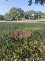 Meatball, a male Miniature Dachshund for sale in Coalgate, OK – 3 of 10