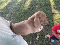 Ruby, a female Miniature Dachshund for sale in Coalgate, OK – 2 of 9