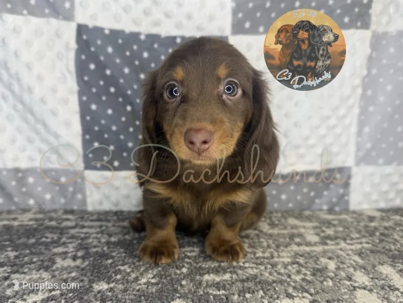Tootsie – Miniature Dachshund puppy for sale in Coalgate, OK