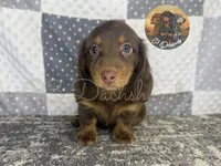 Tootsie, a female Miniature Dachshund for sale in Coalgate, OK – 1 of 4