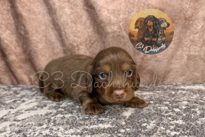 Rubble – Miniature Dachshund puppy for sale in Coalgate, OK