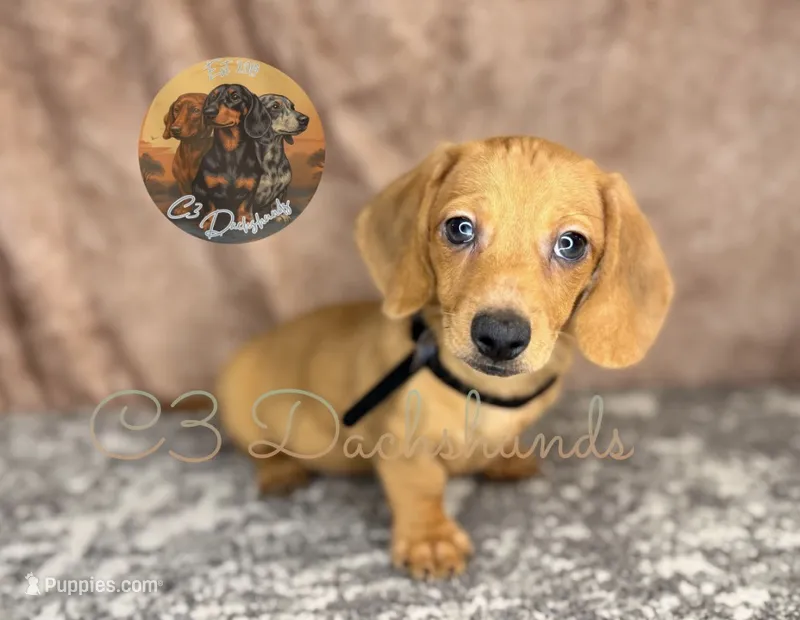 Meatball – Miniature Dachshund puppy for sale in Coalgate, OK