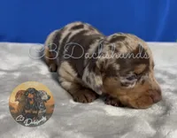Oscar, a male Miniature Dachshund for sale in Coalgate, OK – 3 of 6