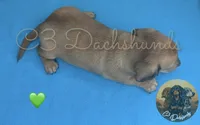 Meatball, a male Miniature Dachshund for sale in Coalgate, OK – 10 of 10