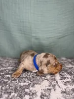 Cooper, a male Miniature Dachshund for sale in Coalgate, OK – 2 of 6