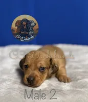Meatball, a male Miniature Dachshund for sale in Coalgate, OK – 3 of 5