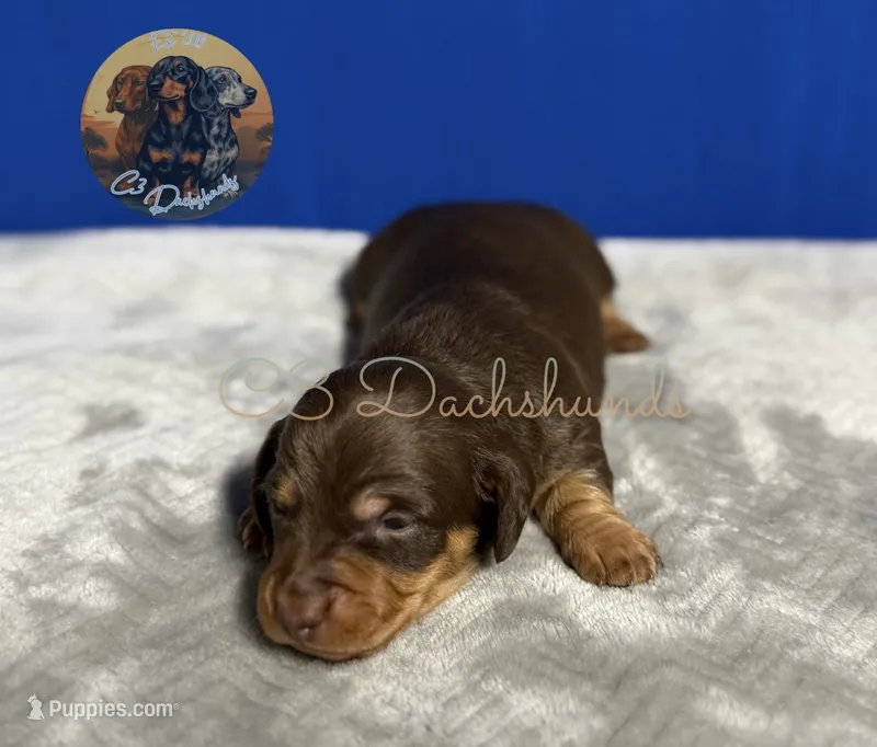 Mr. Hunk – Miniature Dachshund puppy for sale in Coalgate, OK