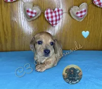 Peanut, a male Miniature Dachshund for sale in Coalgate, OK – 7 of 8