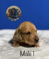 Peanut, a male Miniature Dachshund for sale in Coalgate, OK – 2 of 4