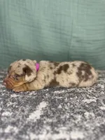 Sophia , a female Miniature Dachshund for sale in Coalgate, OK – 2 of 5