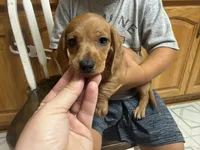Peanut, a male Miniature Dachshund for sale in Coalgate, OK – 3 of 8