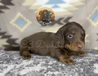 Tootsie, a female Miniature Dachshund for sale in Coalgate, OK – 2 of 5