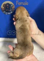 Ruby, a female Miniature Dachshund for sale in Coalgate, OK – 2 of 4
