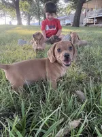 Meatball, a male Miniature Dachshund for sale in Coalgate, OK – 4 of 10